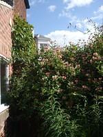 DSCF0147
